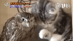 【今日傻鸮】喵星人和猫头鹰成为了好朋友,两只常常黏在一起。。。好有爱喔~~~~(≥∇≤)